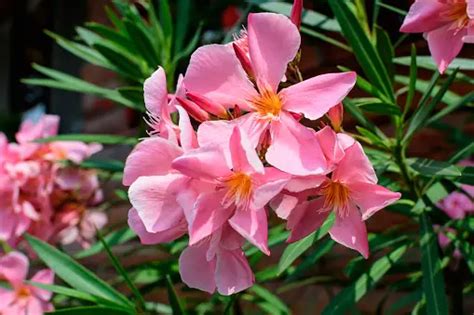 Oleander Pictures | Download Free Images on Unsplash