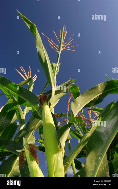 Corn Plant Hi Res Stock Photography And Images Alamy