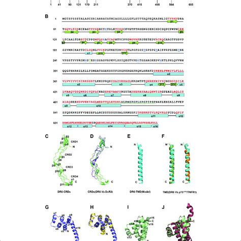 The Structure Of DR6 A Molecular Architecture Of Human DR6 SP