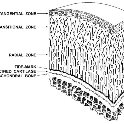 Pdf Mr Microscopy Of Hyaline Cartilage Current Status