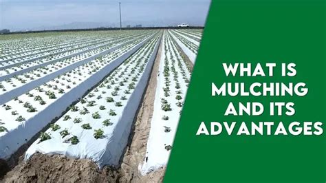 What Is Mulching And Its Advantages Bsc Agriculture