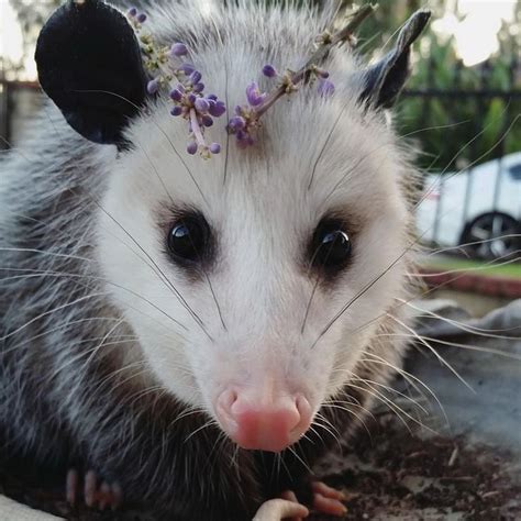 Petuia Possum | Cute animals, Baby possum, Animals