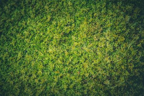 Closeup Ground Moss Grass In Rainforest Wet Moist Stock Image Image Of Life Environment