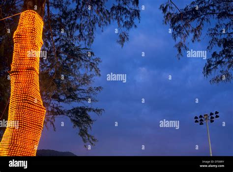 Fairy Lights On A Palm Tree Phuket Thailand Stock Photo - Alamy