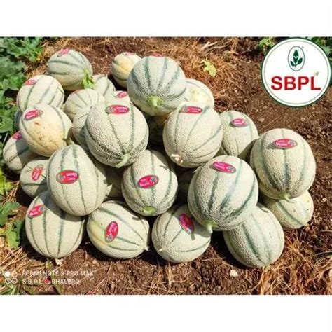 Vijay F1 Hybrid Muskmelon For Agriculture Packaging Size 25 Gm At Rs