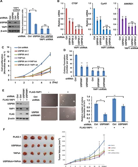 Usp X Regulates Cell Proliferation And Anchorage Independent Growth