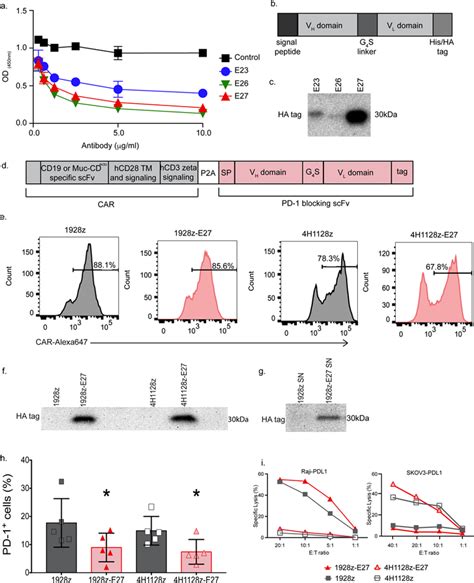 Targeted Delivery Of A Pd Blocking Scfv By Car T Cells Enhances Anti