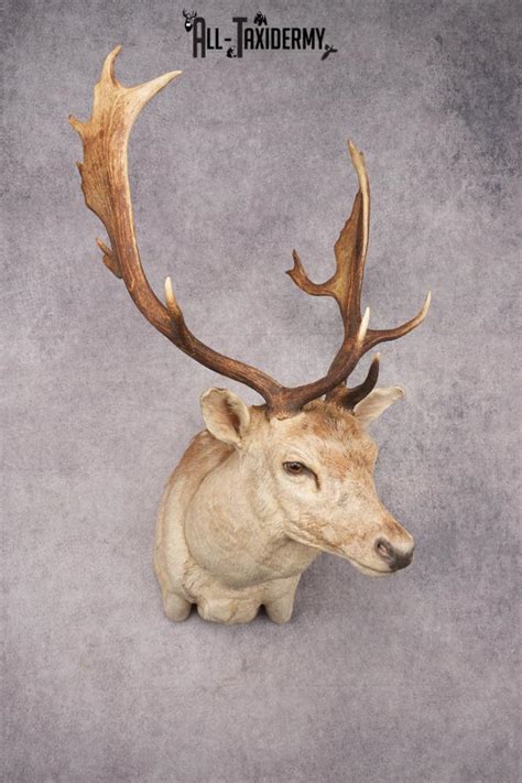 Fallow Deer Shoulder Mount Sku 2852 All Taxidermy