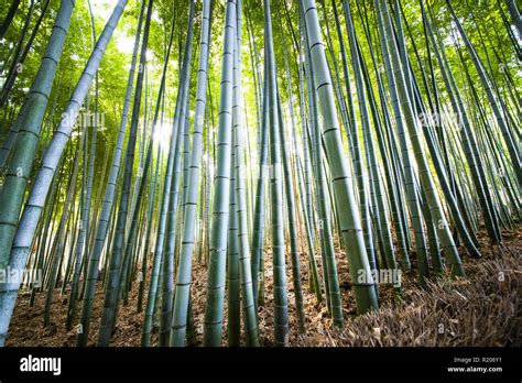 Beautiful Green Bamboo Plantation In Arashiyama Kyoto Japan Stock