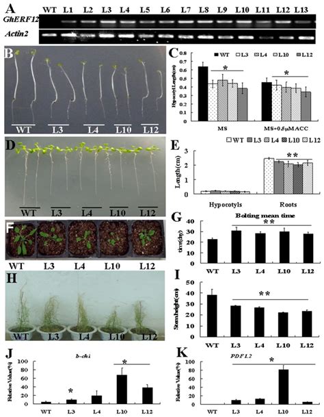 Overexpression Of A Cotton Gene That Encodes A Putative Transcription