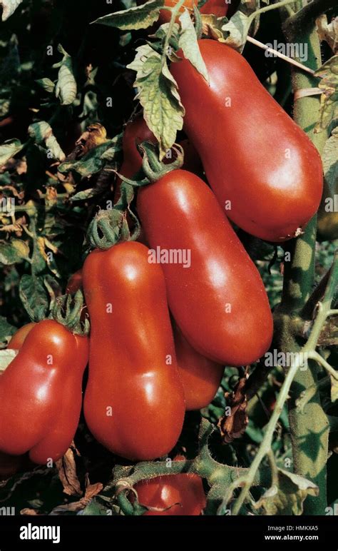 San Marzano Sorte Solanum Stockfotos Und Bilder Kaufen Alamy