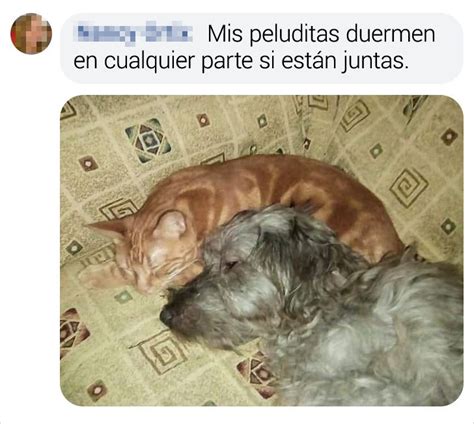 15 Mascotas De Los Lectores De Genial A Las Que Les Encanta Dormir En