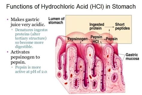 What is the function of Hydrochloric Acid (HCl) in the stomach ...