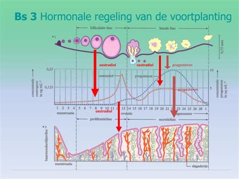 Ppt Hormonale Regeling Van De Voortplanting Powerpoint Presentation