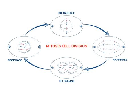 Premium Vector Mitosis Cell Prophase Metaphase Anaphase Telophase