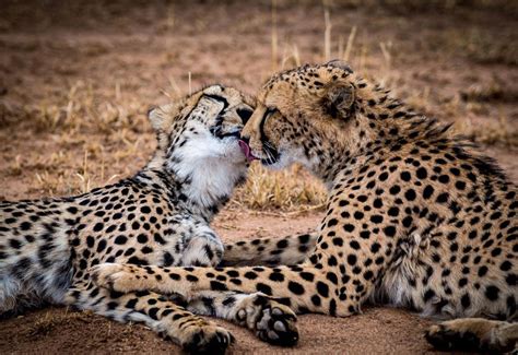 15 Adorable Pictures Of Animals Kissing Bored Panda