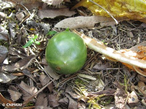 La Mandragore En Fruit Conservatoire National Des Plantes