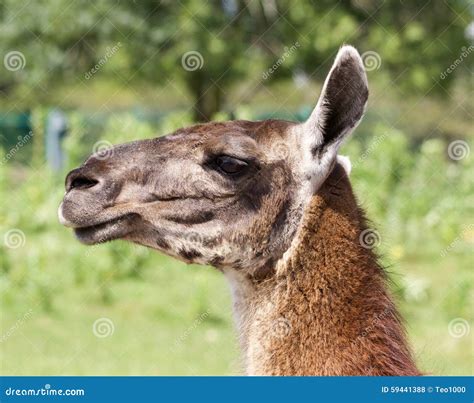 Beautiful Llama S Portrait With The Grass Background Stock Photo