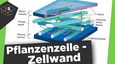 Die Zellwand Bestandteile Der Pflanzenzelle Aufbau Funktion