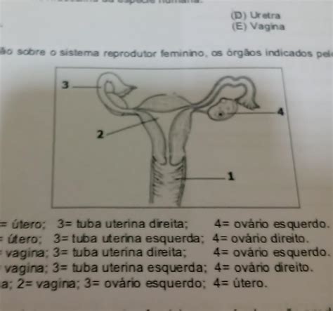 Sistema Reprodutor Feminino Anatomia