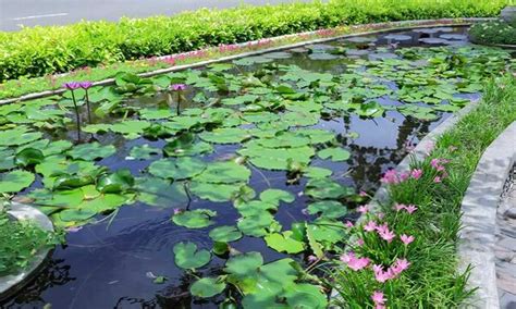 Ways To Incorporate Oxygenating Pond Plants In Your Pond – Love Fish Tank