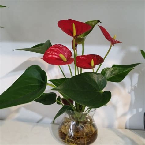 Cuidados o mini Antúrio Anthurium andraeanum PlantaSonya O