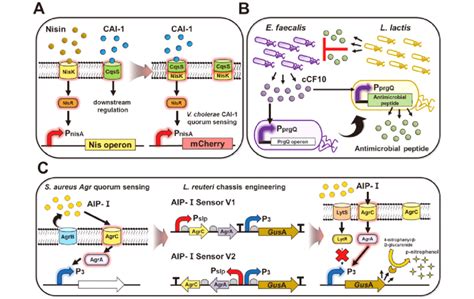 Schematic Illustration Of Lactic Acid Bacteria Lab Applications As