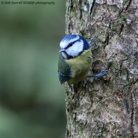 Blue Tit Bob Hurrell Wildlife Flickr