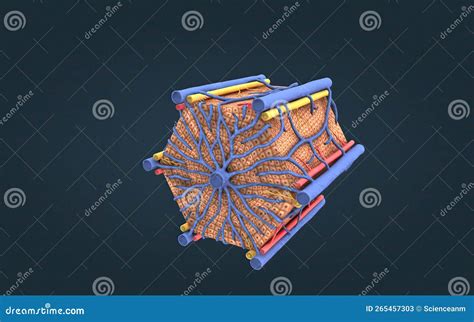 The Hepatic Lobule Is The Anatomic Unit Of The Liver Stock Illustration