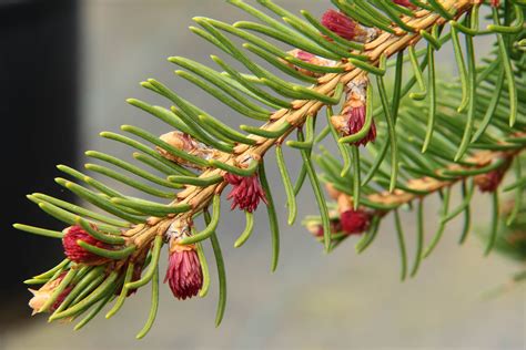 Picea Abies Rubra Spicata Norway Spruce Conifer Kingdom