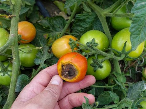 Faulende Tomaten Hausmittel Dagegen L St Du In Wasser Auf