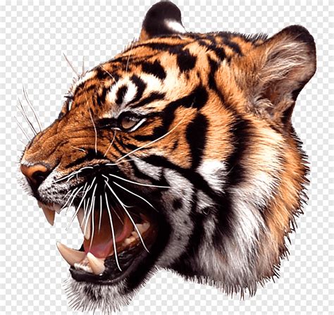 Roaring Tiger Png