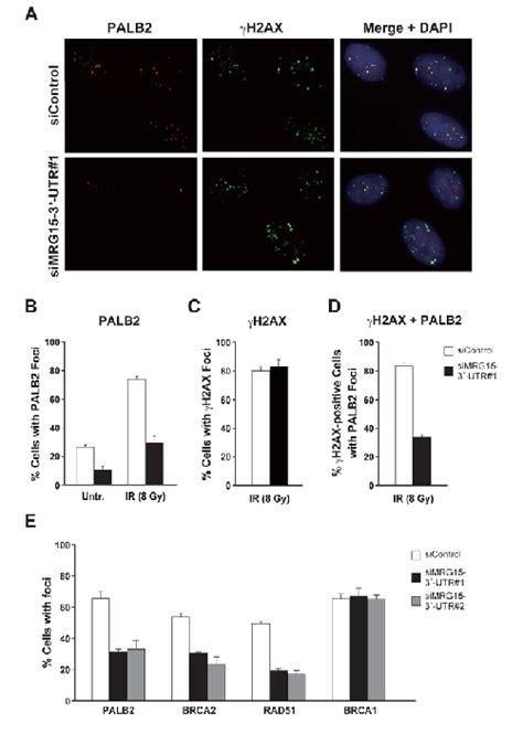 MRG15 Is Involved In The Localization Of PALB2 BRCA2 And RAD51 But