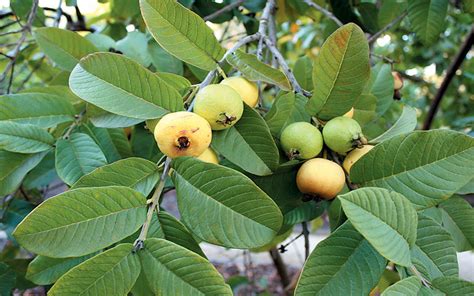 Guava Fruit Trees French Country Cottages