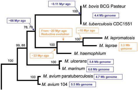 Phylogenetic Tree Of Several Mycobacterium Species Based On The Amino