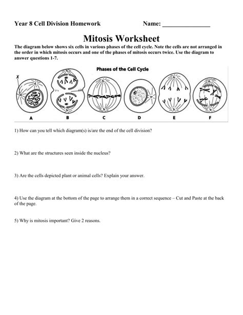 30 Cell Cycle And Mitosis Worksheet Worksheets Decoomo