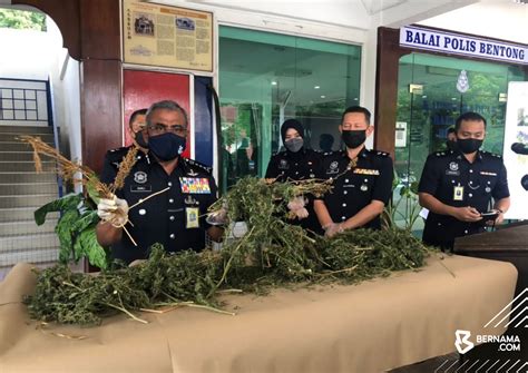 Bekas Diplomat Anak Ditahan Kes Tanam Pokok Ganja Di Rumah Selangorkini