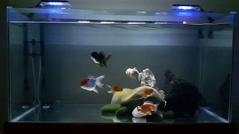 Best goldfish aquarium setup - atiladownloads