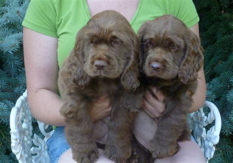 Sussex Spaniel Puppies - Puppy Dog Gallery