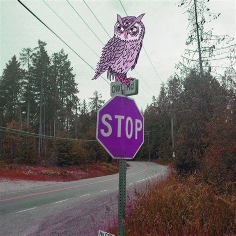 Owl Road Road Owls