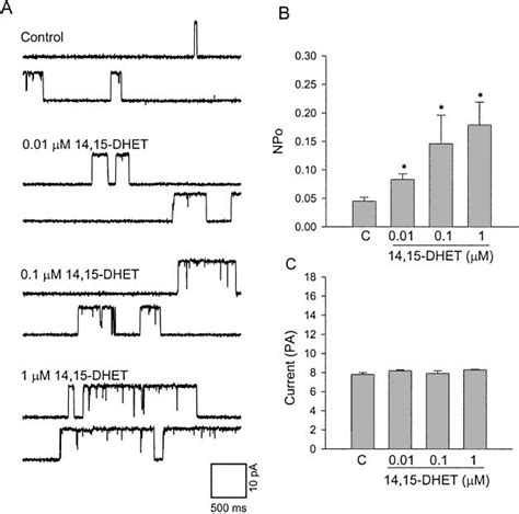 Effect Of 14 15 DHET On The Activity Of KCa Channels Of Smooth Muscle