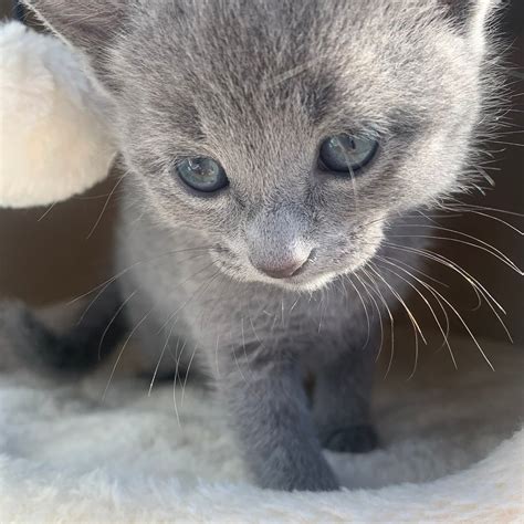 Russian Blue Kittens