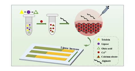 Paper Based Distance Sensor For The Detection Of Lipase Via A Phase