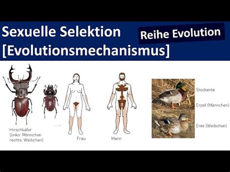 Sexuelle Selektion Geschlechtsdimorphismus Evolutionsmechanismus