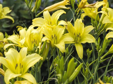 Lemon Yellow Daylilies Photograph by Kathy Clark - Fine Art America