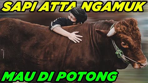 Sapi Di Potong Newstempo