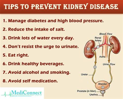 Important Tips To Prevent Kidney Disease Kidney Transplant Kidney