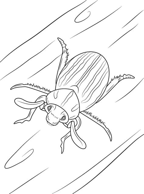 Ten Lined June Beetle Coloring Pages