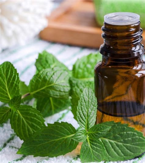 Best Benefits Of Peppermint Oil For Skin Hair And Health