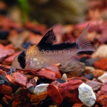 √ Corydoras Adolfoi Breeding | Fischlexikon